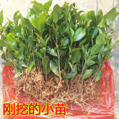 庭院绿化苗 花卉盆栽春季 茶花树苗精品小苗gd盆栽植物花卉2年苗 盆花