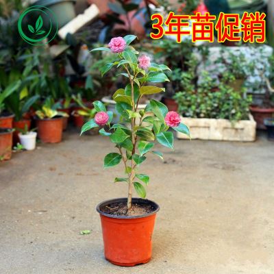 庭院绿化苗 室内盆栽 茶花苗 带花苞 山茶花树苗 当年开花 年宵花卉 3年苗