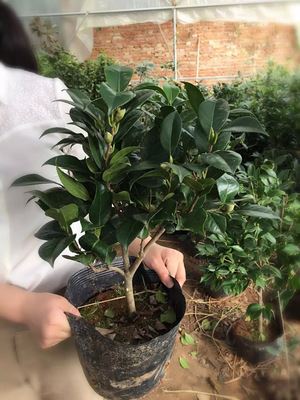 庭院绿化苗 室内盆栽 茶花苗 带花苞 山茶花树苗 当年开花 年宵花卉 3年苗