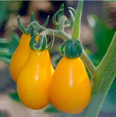 蔬菜彩袋种子 彩包蔬菜瓜果种子 黄洋梨番茄 水果型小番茄 食用 四季可播约30粒