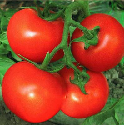 蔬菜彩袋种子 彩包进口蔬菜种子 水果种子 非洲红番茄 西红柿实用装 约20粒