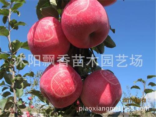 果树 xx苹果苗 苹果树苗 苹果树盆栽 进口品种 品种全果树苹果树苗