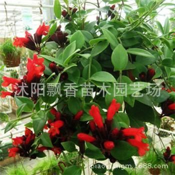 盆栽 出售 盆栽花卉 室内花卉 口红吊兰 进化空气吸甲醛