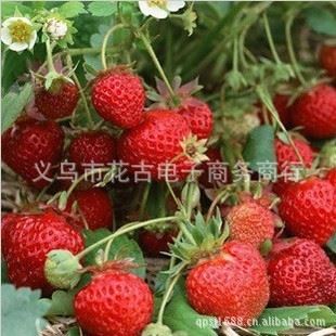 花卉种子 厂家供应  绿色种植 园艺种子 生产厂家   批发花卉花籽 草莓种子