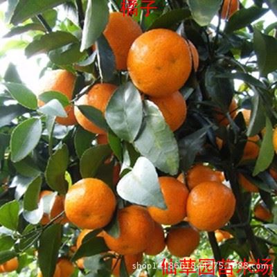 果树 桔子树 橘子树苗 蜜桔 砂糖橘  可地栽  可盆栽 酸甜可口