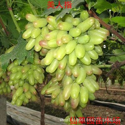 果树 出售 果树苗 葡萄盆栽 地栽 葡萄树苗当年结果美人指葡萄苗