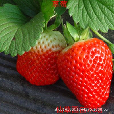 果树 出售 四季结果草莓苗 盆栽庭院果树苗 基地直销