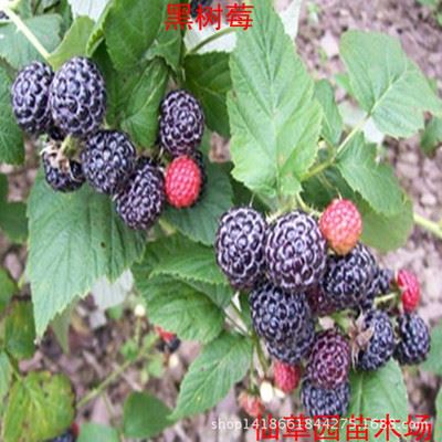 果树 出售 黑树莓苗树苗 保健水果 红树莓果树苗