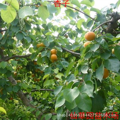 果树 出售 杏树苗 杏子苗树苗南方北方种植 盆栽  地栽