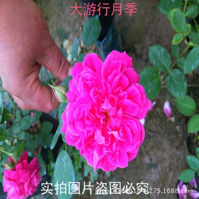 月季蔷薇类植物 月季 玫瑰 盆栽藤本月季 大游行