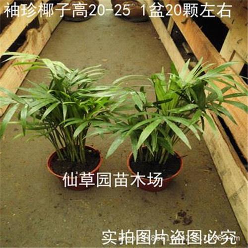 盆栽 出售 袖珍椰子 绿色植物进化空气趣味盆栽