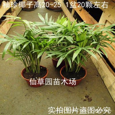 盆栽 出售 袖珍椰子 绿色植物进化空气趣味盆栽