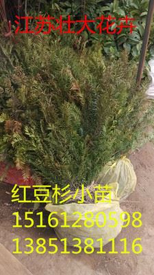 花卉小苗 ka植物 红豆杉树苗 别名紫杉盆栽树苗 大型室内盆栽 健康树