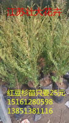 花卉小苗 ka植物 红豆杉树苗 别名紫杉盆栽树苗 大型室内盆栽 健康树