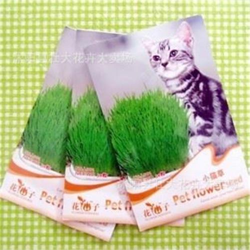种子·种球种块 小猫草 芳香植物种子 小猫草种子 花卉种子 宠物系列 猫草种子