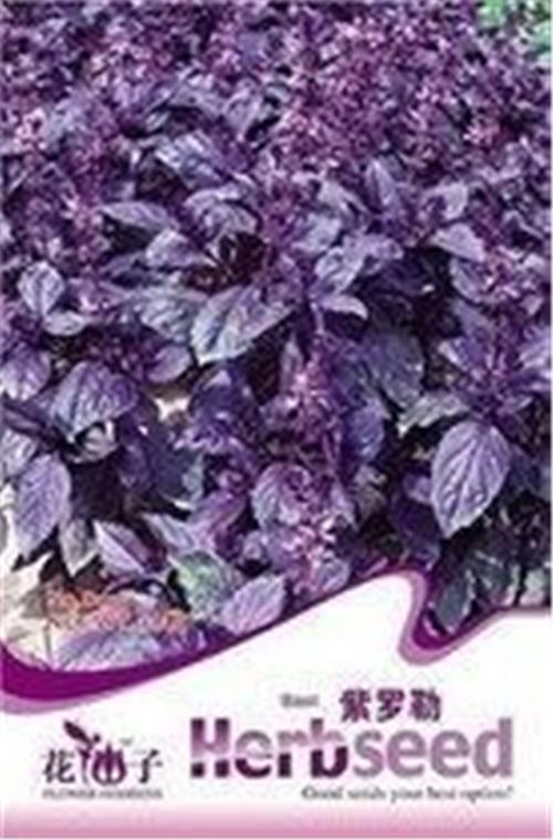 种子·种球种块 彩包芳香种子-紫罗勒 极香 紫叶罗勒 香草种子 做鱼可满街飘香