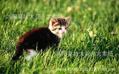 购买5件或者5件以上才发货 小猫草 芳香植物种子 小猫草种子 花卉种子 宠物系列 猫草种子