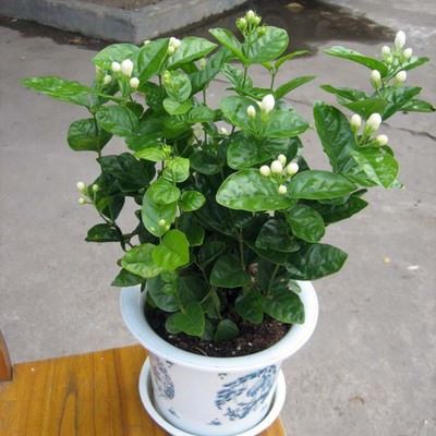 藤本植物 批发，盆栽茉莉花绿植 四季陆续开花 白色茉莉花苗 浓香植物