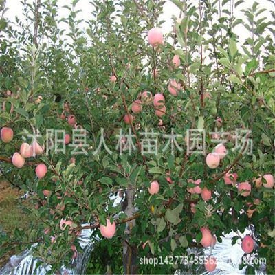 乔木 特价苹果苗 苹果树苗 苹果树盆栽 进口品种 品种全果树苹果树苗
