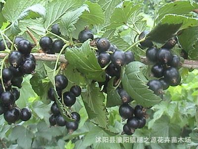 精品果树苗 黑加仑果树苗 黑豆果树苗 黑穗醋栗苗可以盆栽阳台种植 新品种