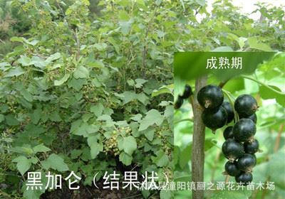 精品果树苗 黑加仑果树苗 黑豆果树苗 黑穗醋栗苗可以盆栽阳台种植 新品种