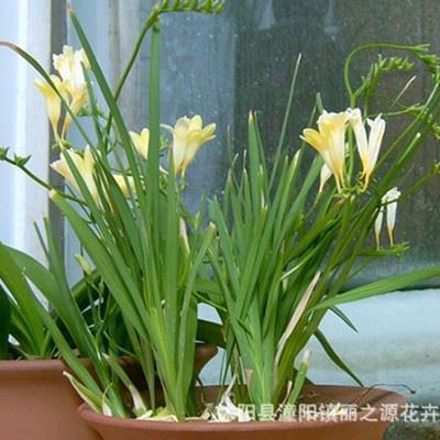 种球花卉 批发供应特大香雪兰种球 香味xc疲劳 促进眨眼的功效 当年开花