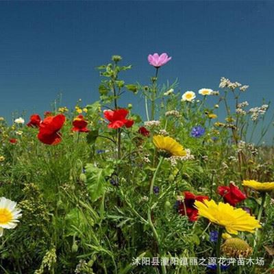 草花种子 批发直销多种进口野花组合 野花组合当年生 野花组合 草籽