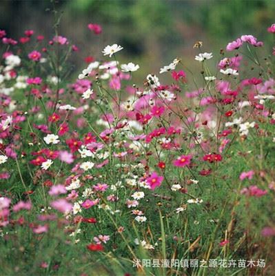 草花种子 批发直销多种进口野花组合 野花组合当年生 野花组合 草籽