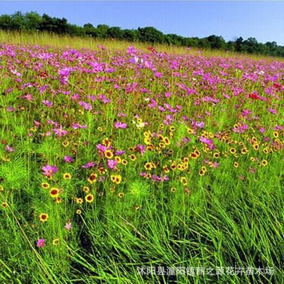 草花种子 批发直销多种进口野花组合 野花组合当年生 野花组合 草籽