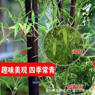 竹子 批发 桌面水培植物 富贵竹 转运竹 竹子苗