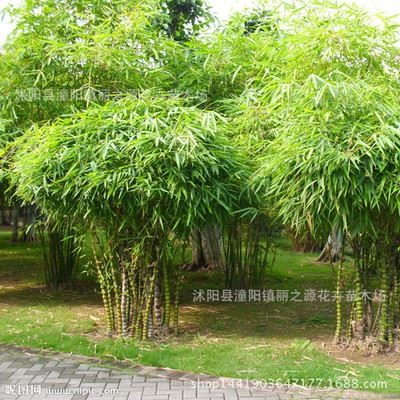 竹子 苗圃直销 罗汉竹盆栽 又名佛肚竹 庭院绿化植物 园林造景用