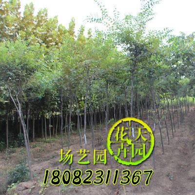 乔木 小红榉树苗批发 工程绿化榉树 2-10cm 小红榉销售 风景树