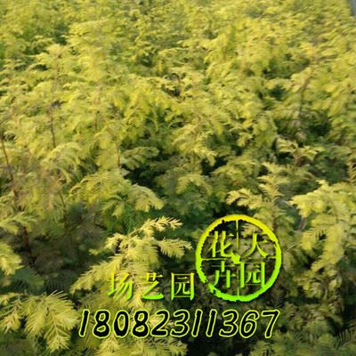 灌木 低价出售金叶水杉苗绿化工程苗耐寒 耐热 金叶水杉观赏价值高
