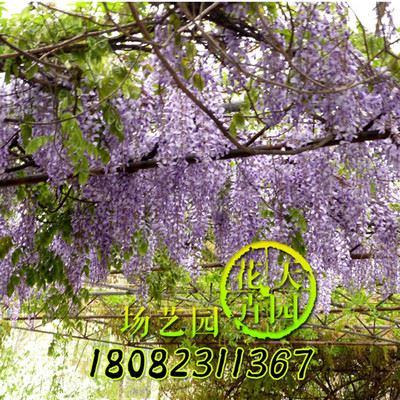 地被草花 低价出售紫藤苗 庭院别墅美化 多花紫藤 攀援花卉 爬藤植物