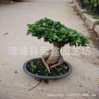 盆栽 别墅盆景 庭院盆景 绿色植物 工程绿化 大型榕树盆景 小叶榕基地