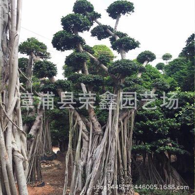 盆栽 别墅盆景 庭院盆景 绿色植物 工程绿化 大型榕树盆景 小叶榕基地