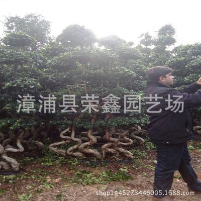 盆栽 别墅盆景 庭院盆景 绿色植物 工程绿化 大型榕树盆景 小叶榕基地