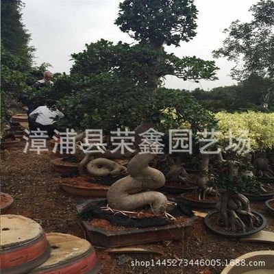 盆栽 别墅盆景 庭院盆景 绿色植物 工程绿化 大型榕树盆景 小叶榕基地