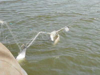 三层渔网 3米高14公分(7指),0.20丝高强度胶丝 三层捕鲤鱼、草鱼铅坠渔网