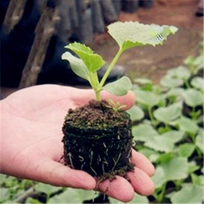 园艺用品 挪威进口育苗块 压缩泥 炭块泥炭土营养基质块 扦插 播种子