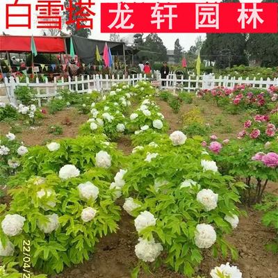 盆栽苗 办公室阳台 批发精品牡丹花苗 白雪塔 盆栽花卉 5-7年苗 洛阳 菏泽 芍药花苗