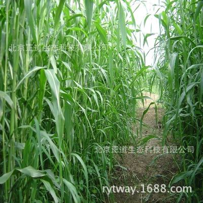 牧草种子 批发进口牧草种子高丹草超级糖王草种饲用青贮草籽