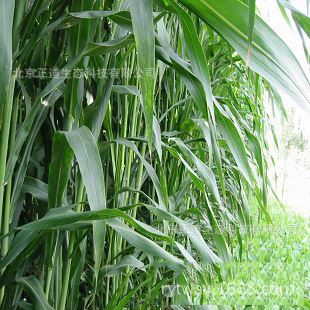 牧草种子 批发进口牧草种子高丹草超级糖王草种饲用青贮草籽原始图片2