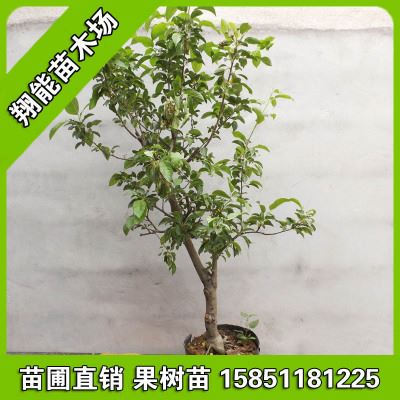 果树 批发果树苗嫁接桃树苗水蜜桃苗【雪桃】丽江雪桃树苗个大肉厚脆甜