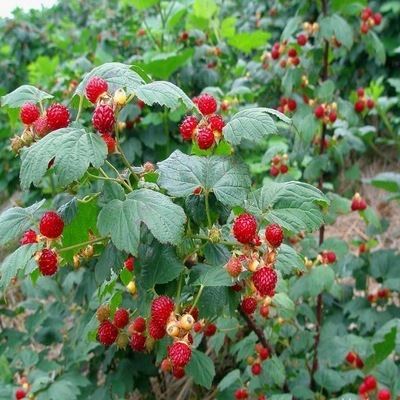 果树 基地供应 覆盆子苗单季 双季树莓苗 红黑黄树莓苗 当年结果苗