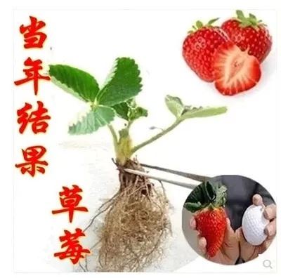 果树 供应优质草莓苗 红颜草莓苗 新鲜草莓苗 草莓苗成活率高 高产