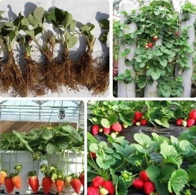 果树 供应优质草莓苗 红颜草莓苗 新鲜草莓苗 草莓苗成活率高 高产