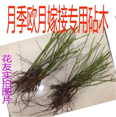 月季蔷薇类植物 无刺蔷薇花苗大苗 庭院阳台花卉绿植 多花爬藤蔷薇花苗月季蔷薇苗原始图片2