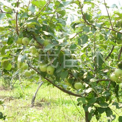 果树 基地直销苹果树苗 红肉苹果树苗 红富士水果树苗可地栽果树