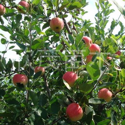 果树 基地直销苹果树苗 红肉苹果树苗 红富士水果树苗可地栽果树
